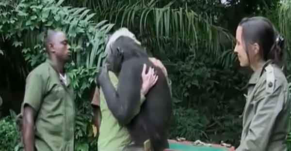 মানুষ এবং বানরের অসাধারণ একটি বিদায়